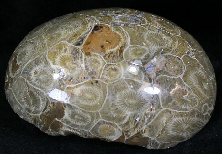 Polished Fossil Coral Head - Morocco #22331